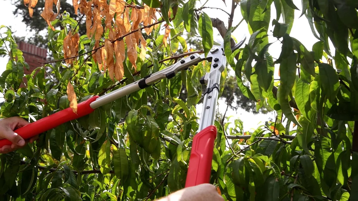 Corona X Series Pro bypass lopper in use pruning a branch on a fruit tree outdoors