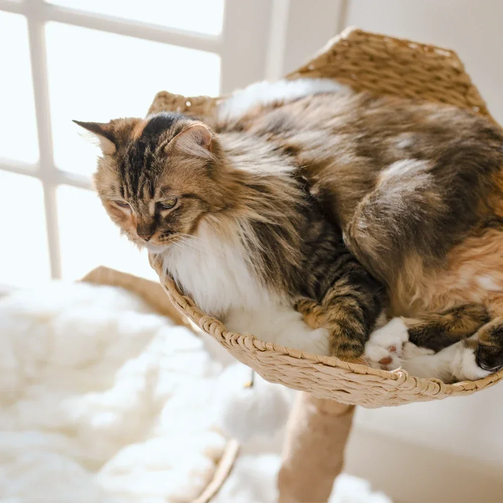 Close-up of the Mau Cento Modern Cat Tree woven wicker basket bed with a cat nestled inside