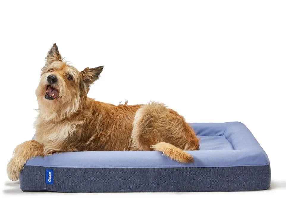 Casper Dog Bed in blue color variant with a dog lying on the foam bolster edge, white background studio shot