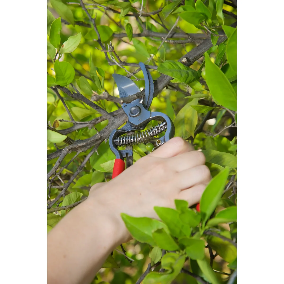 Close-up of the Corona ClassicCUT forged bypass cutting head and coil spring pruning a citrus branch