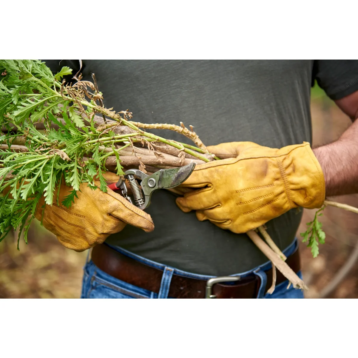 Gardener in leather gloves holding a harvest with the Corona ClassicCUT bypass pruner