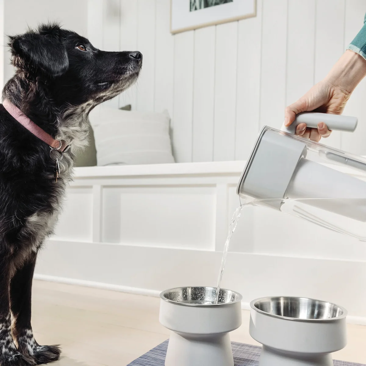 Culligan ZeroWater pitcher being poured into a dog bowl